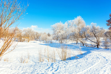 Fototapeta na wymiar Frosty trees in snowy forest, cold weather in sunny morning. Tranquil winter nature in sunlight. Inspirational natural winter garden or park. Peaceful cool ecology nature landscape background