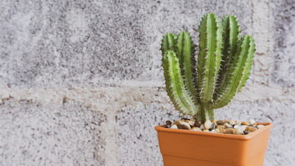 Beautiful Cactus in pot brown a text on wall cement  background, Blank for design..