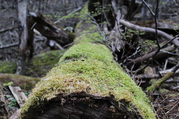 Tree  trunk  on  the  floor