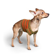 Chihuahua Wearing a Sweater