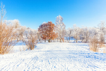 Frosty trees in snowy forest, cold weather in sunny morning. Tranquil winter nature in sunlight. Inspirational natural winter garden or park. Peaceful cool ecology nature landscape background