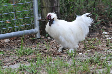 Rooster by the fence
