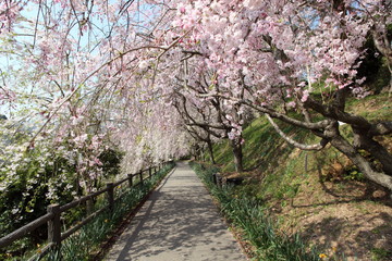 しだれ桜の散歩道