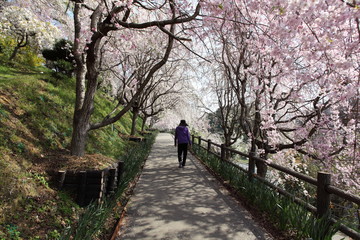 Obraz premium しだれ桜の散歩道