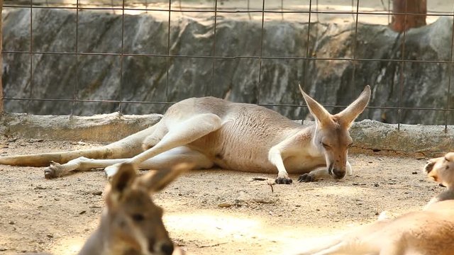 Kangaroo  in Chiangmai Thailand
