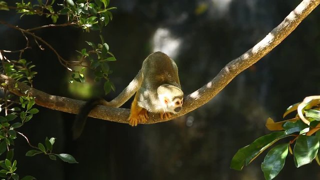 Squirrel monkey on tree in Chiangmai Thailand

