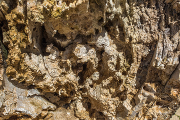 bark of a tree