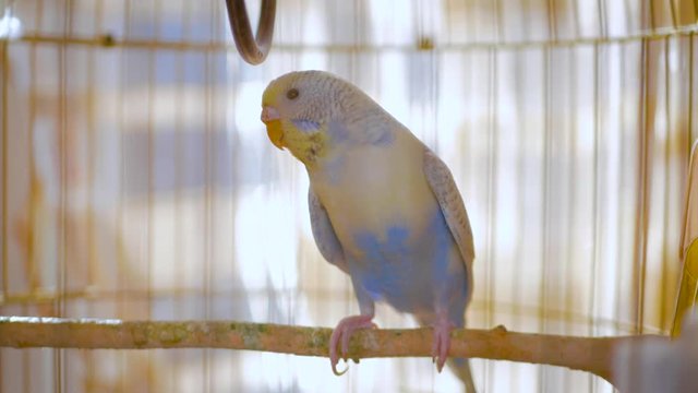 Budgerigar close up in the bird cage. Budgie. Funny budgerigar in a cage at the window. Green blue budgie in bird cage. Homes pet. 4K