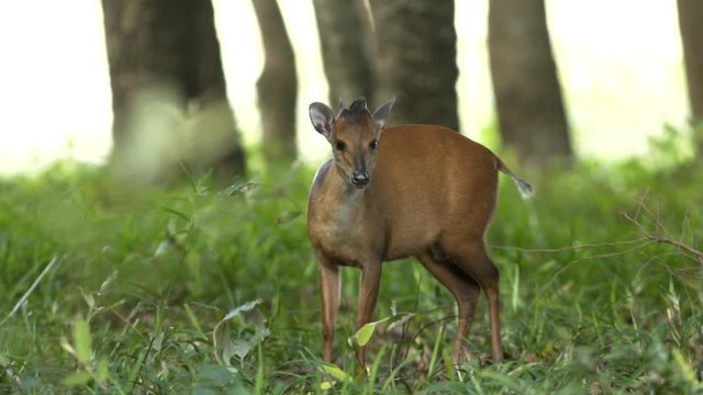 Red Duiker, small Antelope in Mozambique.