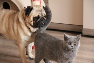 Dog and cat - best friends