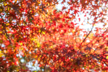 Abstract blurred of Red maple leaves in autumn season for background,  Autumn background