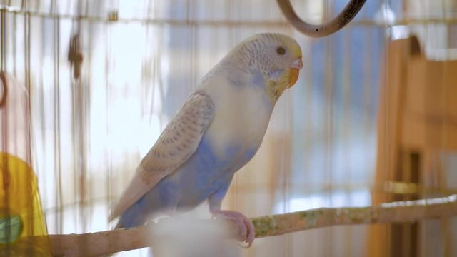 Budgerigar close up in the bird cage. Budgie. Funny budgerigar in a cage at the window. Green blue budgie in bird cage. Homes pet. 4K