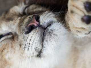 Closeup portrait of cute sleepy lion cub.