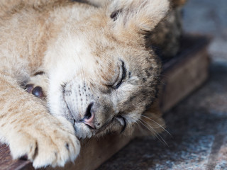 Closeup portrait of cute sleepy lion cub.