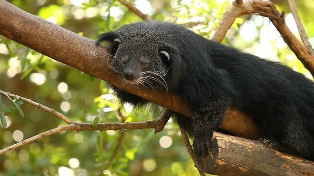 Binturong  sleeping  on The tree in Chiangmai Thailand

