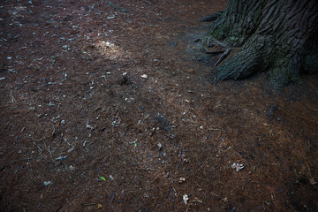 Roots of the pine tree