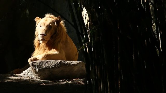 Lion  lay down in  Thailand
