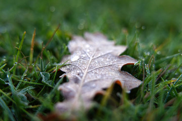 An oak leaf with frost close-up. Autumn frosty morning.