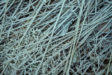 Covered with hoarfrost thin stems of autumn grass.