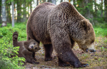 Obraz premium She-bear and cubs in the summer forest. Scientific name: Ursus arctos. Natural Background. Natural habitat. Summer season.