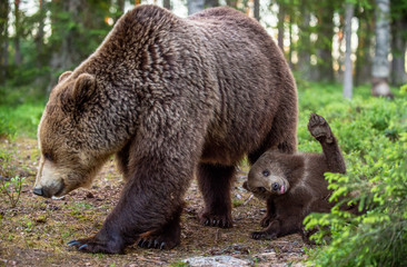 Obraz premium She-bear and cubs in the summer forest. Scientific name: Ursus arctos. Natural Background. Natural habitat. Summer season.