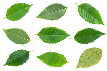 Naklejka na ściany i meble Tropical green leafs isolated on white background. 