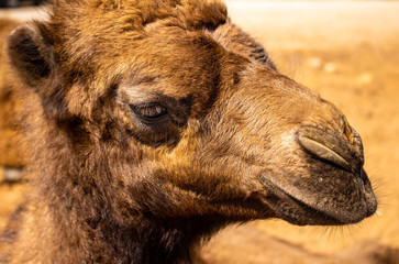 Approach of the head of a camel. Huge lashes in the brown eyes of a young dromedary.