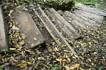 Wooden pathway through native forest 