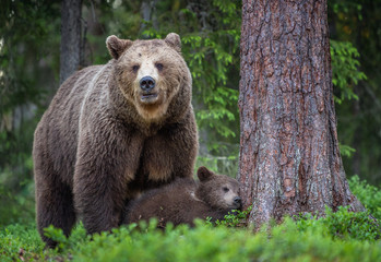 Fototapeta na wymiar She-bear and cubs in the summer forest. Scientific name: Ursus arctos. Natural Background. Natural habitat. Summer season.