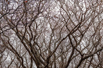 Background tightly twisted curves of the branches of trees in the winter forest on the background of a clear sky.