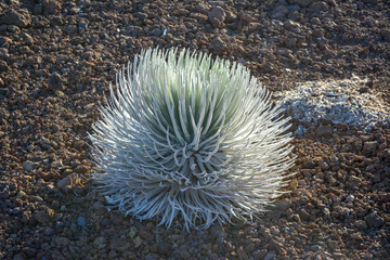 Haleakala silver sword plant growing at the summit of Haleakala volcano on the island of Maui,...