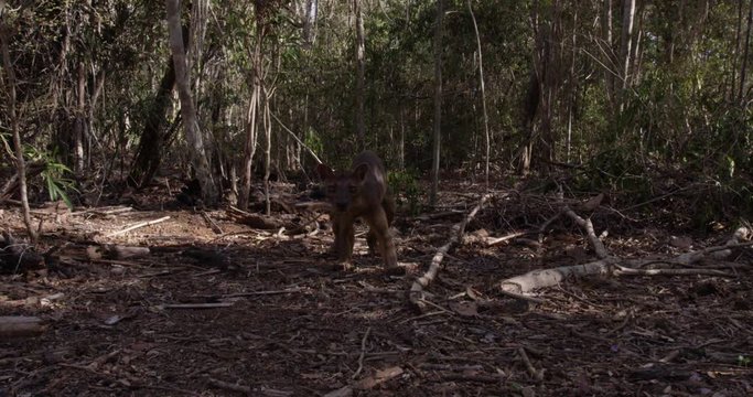 Slow motion, wild fossa in Madagascar
