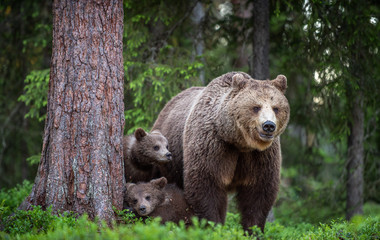 Obraz premium She-bear and cubs in the summer forest. Scientific name: Ursus arctos. Natural Background. Natural habitat. Summer season.