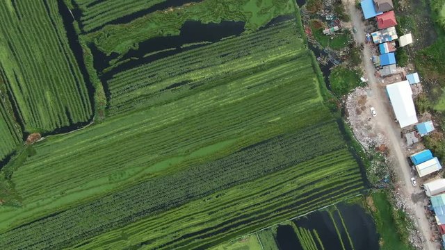 Aerial drone view moving high and left across a lake used to cultivate greens and vegetables in Southeast Asia.  Some nearby shacks and a dirt track are visible near the cultivated rows.
