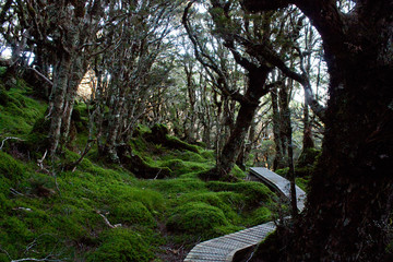 A boardwalk through a magical forest at Humpridge Walk in Fiordland / Southland in the South Island in New Zealand