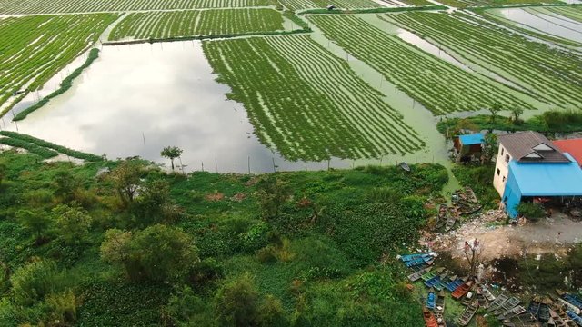 Aerial drone view fly laterally across agricultural lake in Asia, used to grow floating water greens and vegetables; some harvesting shacks seen at start of shot.