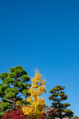 Colorful pine tree, ginkgo and maple with blue sky