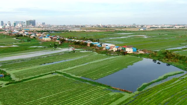 Aerial view flying over of agricultural lake used to grow floating greens and vegetables in Southeast Asia, with row of harvesting shacks on a lane below.  Urban / suburban cityscape can be seen