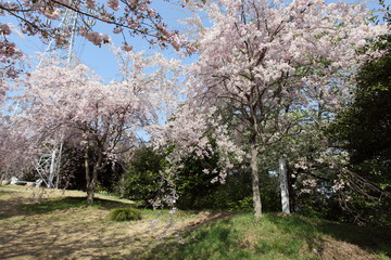 Fototapeta premium 枝垂桜の咲く公園