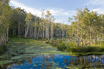 Obraz premium Wetlands swamp at Urunga, New South Wales, Australia.
