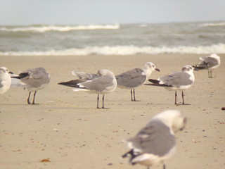 Birds, Gulls, Seagulls in the Sand Ocean Landscape