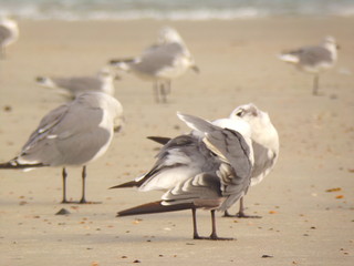 Birds, Gulls, Seagulls in the Sand Ocean Landscape