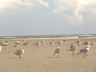Fototapeta na wymiar Birds, Gulls, Seagulls in the Sand Ocean Landscape