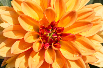 Fototapeta premium Blooming dahlias