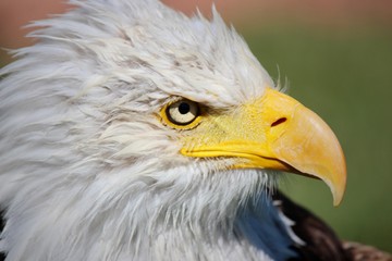 Fototapeta premium Eagle Close Up