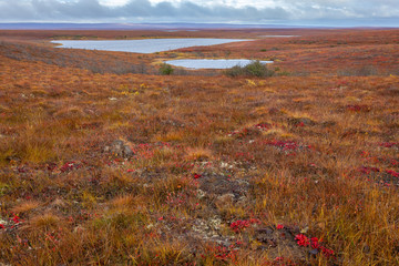 Beautiful fall colors in the tundra in Arctic Canada