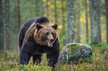 Plakat Brown bear in the autumn forest. Scientific name: Ursus arctos. Natural habitat.