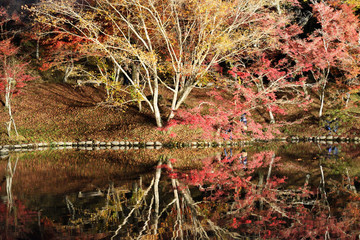 用作公園の紅葉