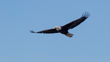 Fototapeta na wymiar Eagle hunting at San Diego lake