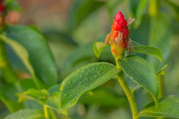 Indian Head Ginger flower